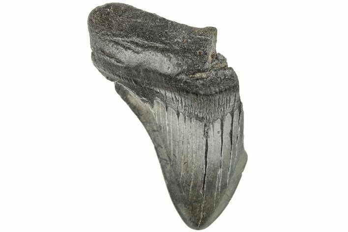 Partial Megalodon Tooth #194050